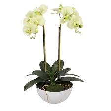 Orchideje