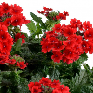 Verbena červená