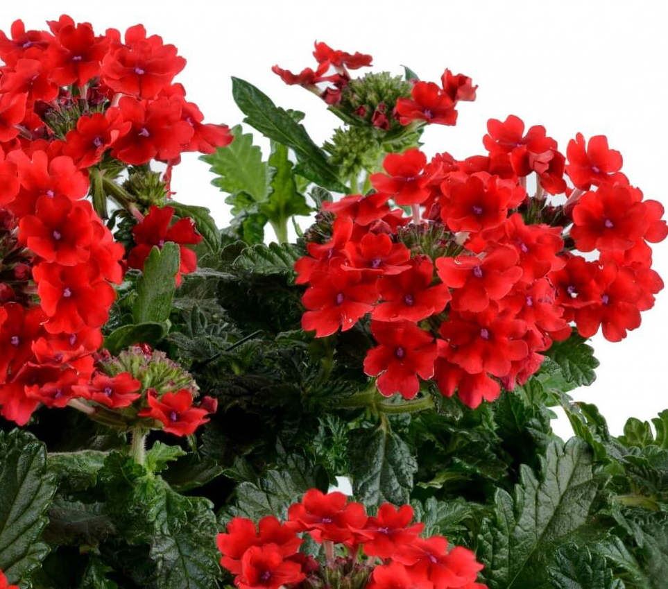 Verbena červená