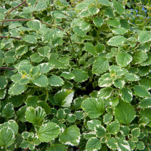 Plectranthus - molice