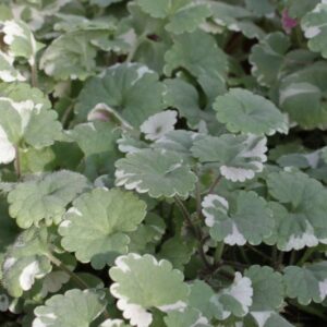 Glechoma Variegata