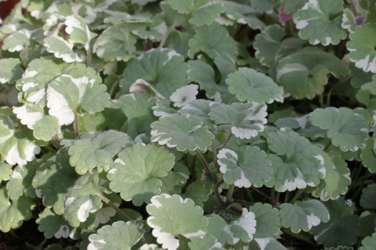 Glechoma Variegata