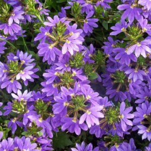 Scaevola fialová