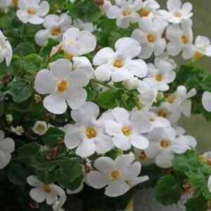 Bacopa bílá