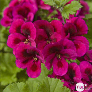 PAC Candy Flowers Violet