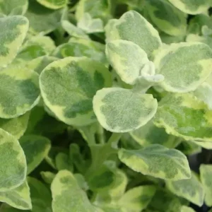 Helichrysum Variegata