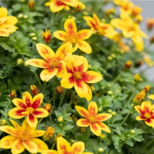 Bidens Red Eye