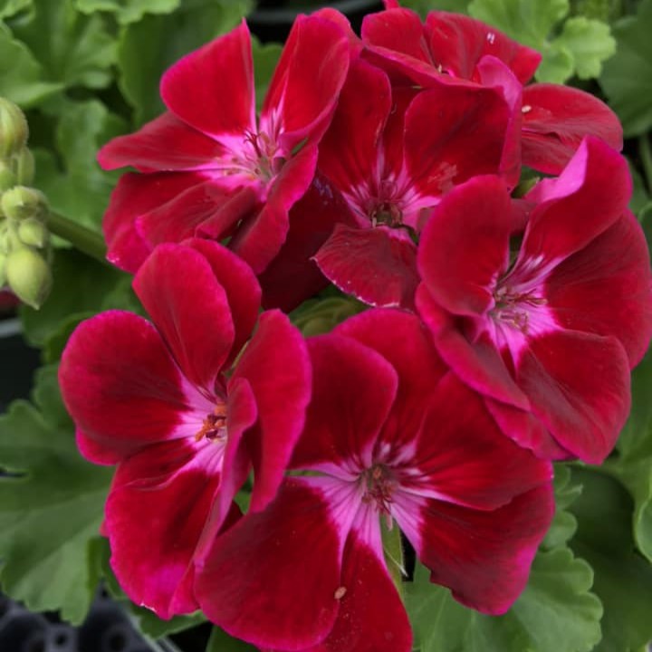 Flower Fairy Red Splash