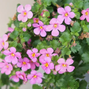 Bacopa růžová