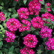 Verbena purpurová
