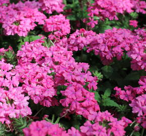 Verbena růžová