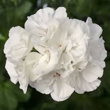 White Ice