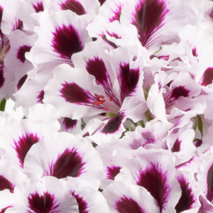 PAC Aristo Purple Stripes