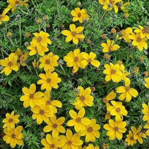 Bidens Yellow