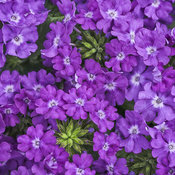 Verbena fialová