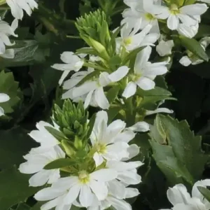 Scaevola bílá