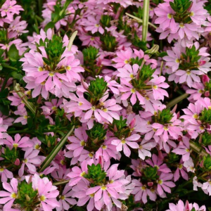 Scaevola růžová