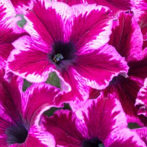 Crazytunia Cosmic Pink NOVINKA