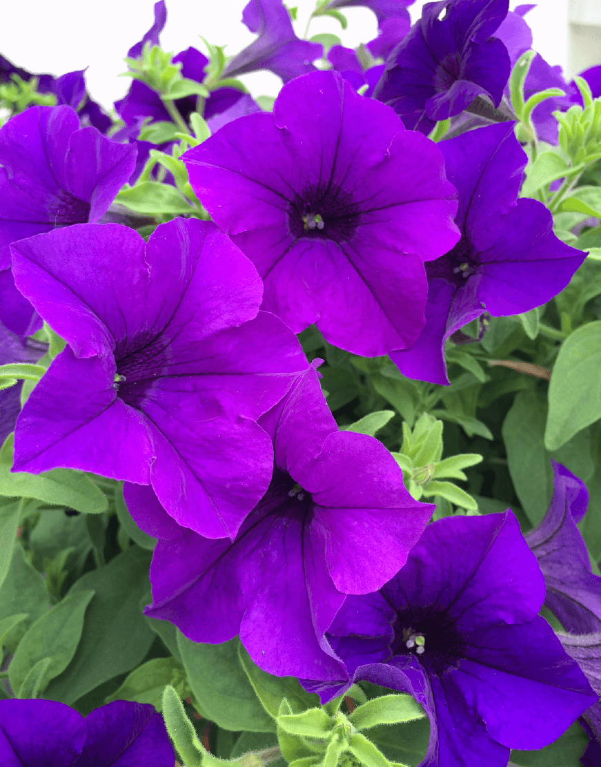Surfinia ® Violet