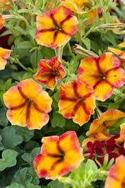 Prettytoonia® Cherry Lemon NOVINKA