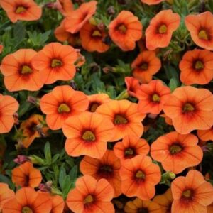 Millionbells oranžová s okem