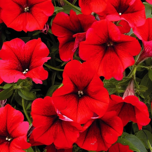 Surfinia ® Deep Red