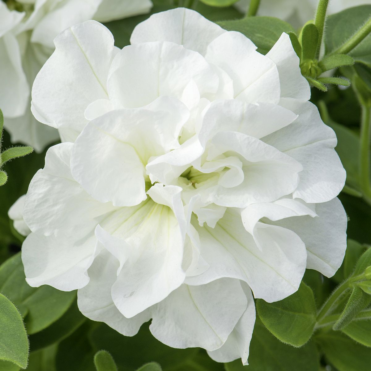 Tumbelina Diana