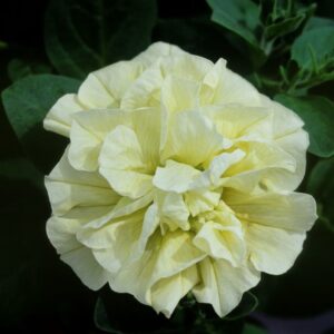 Tumbelina Susana