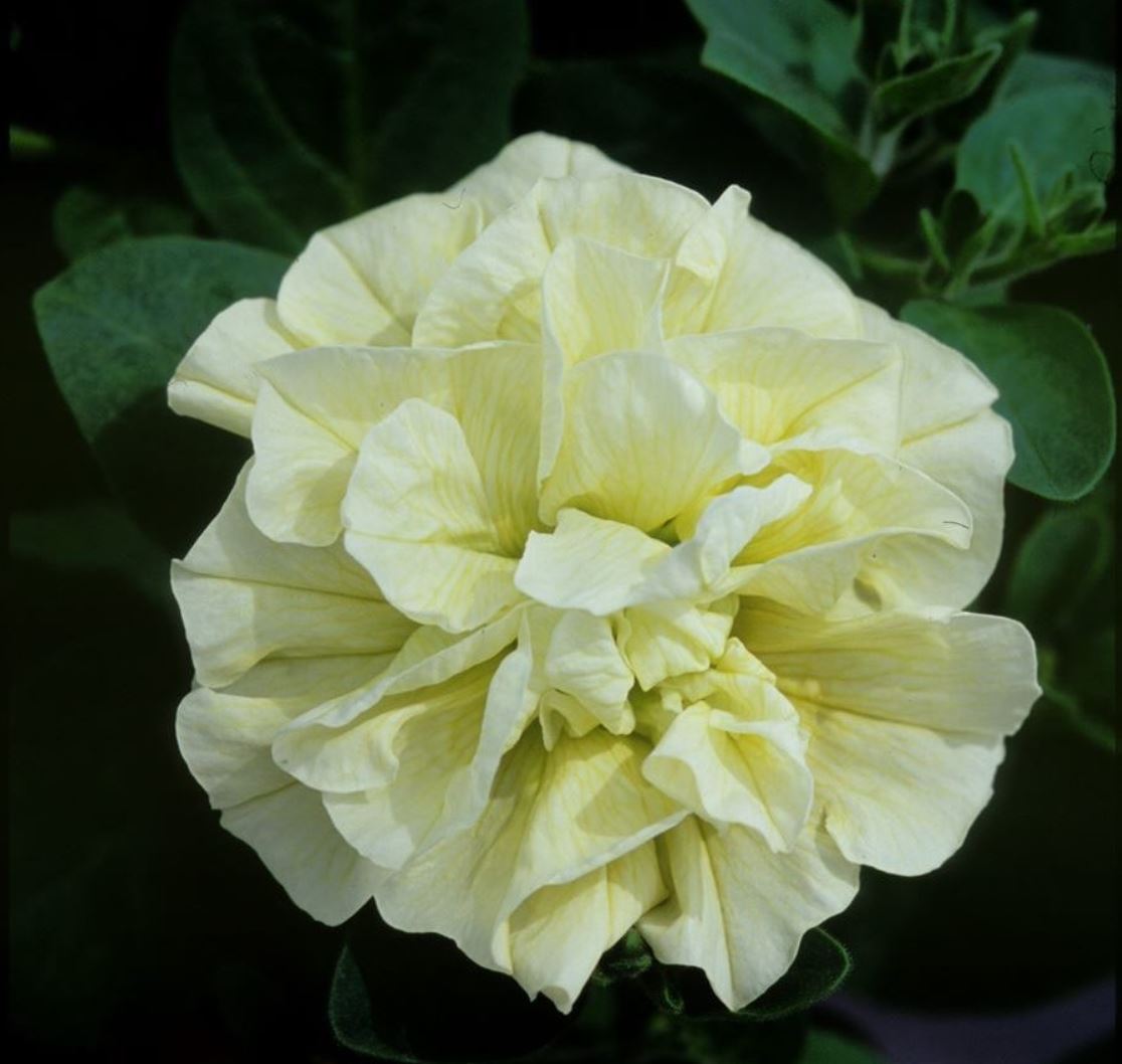 Tumbelina Susana