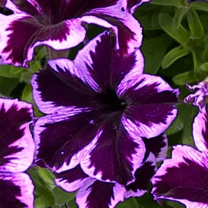 Crazytunia Cosmic Violet