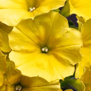 Crazytunia Yello NOVINKA