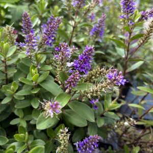 Hebe Midsummer Beauty