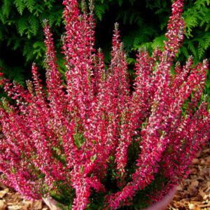 Calluna Athene