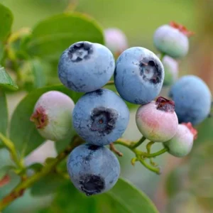 Vaccinium cor. Bluecrop
