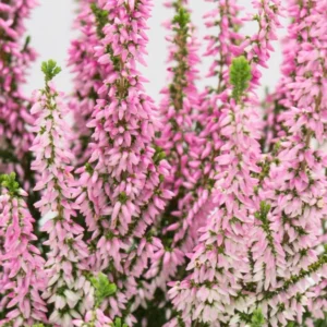 Calluna Pink Asli