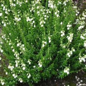Daboecia Alberta White