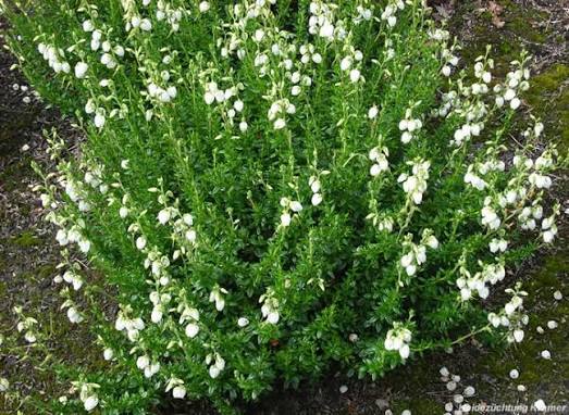 Daboecia Alberta White