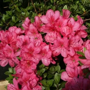 Azalka (J) Anne Frank