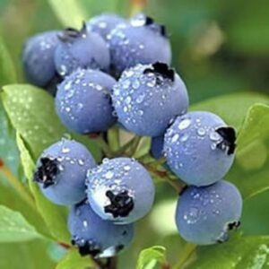 Vaccinium cor. Legacy