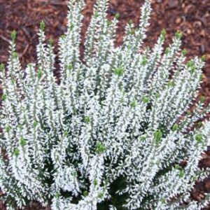 Calluna Madonna