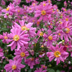 Anemone hup. Prinz Henrich