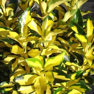 Euonymus jap. Extase®