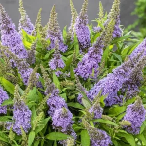 Buddleja dav. Butterfly Candy Little Lila