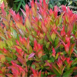 Leucothoe font. Little Flames®