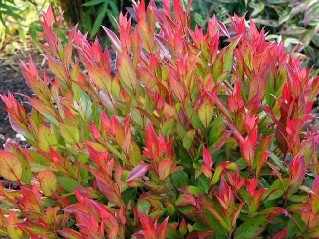 Leucothoe font. Little Flames®