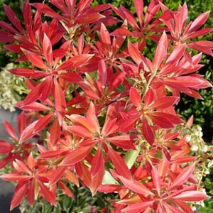 Pieris jap. Flaming Silver