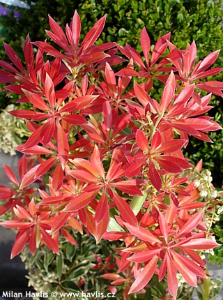 Pieris jap. Flaming Silver