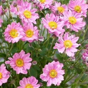 Anemone hup. Pretty Lady Emily
