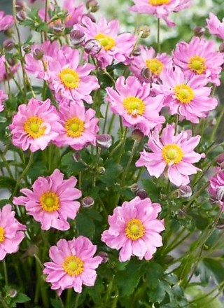 Anemone hup. Pretty Lady Emily