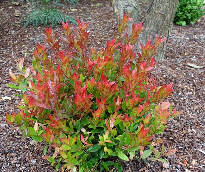 Leucothoe font. Little Flames® - Obrázek 2
